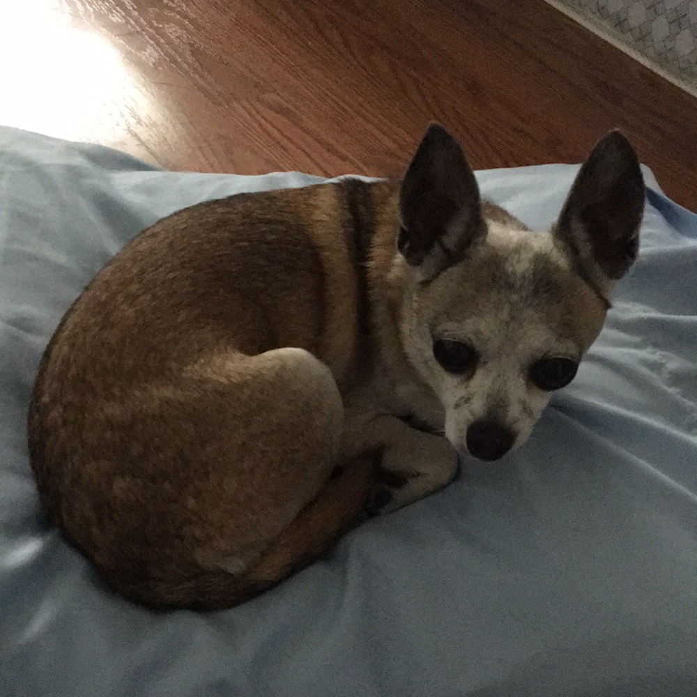 Meet your Posher, Millie